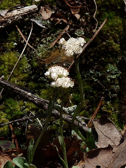 {Antennaria plantaginifolia}